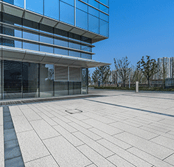 美國(guó)白麻 Camelia White